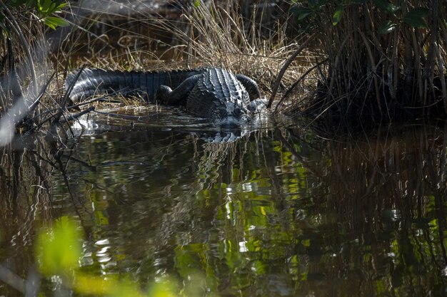 Hermosa foto de un cocodrilo nadando en el lago durante el día