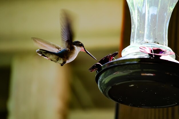 Hermosa foto de un colibrí rufo volando