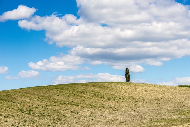 Hermosa foto de una colina cubierta de hierba con un árbol bajo el cielo nublado azul