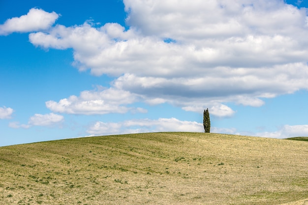Hermosa foto de una colina cubierta de hierba con un árbol bajo el cielo nublado azul