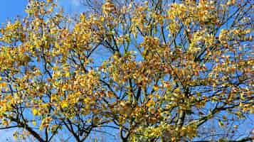 Foto gratuita hermosa foto de las coloridas hojas en las ramas de un árbol