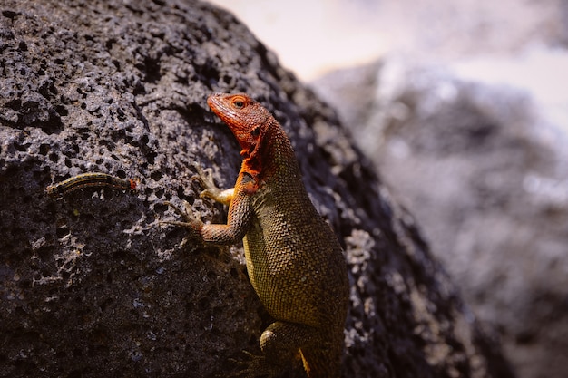 Foto gratuita hermosa foto de un colorido lagarto y una oruga en una roca