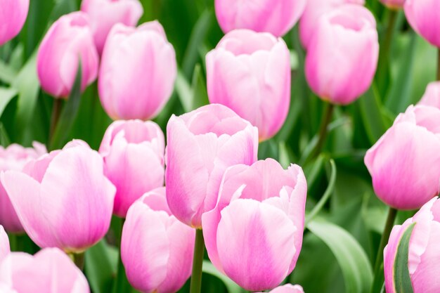 Hermosa foto de los coloridos tulipanes en el campo en un día soleado, perfecto para el fondo