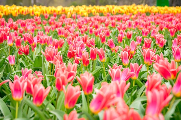 Hermosa foto de los coloridos tulipanes en el campo en un día soleado