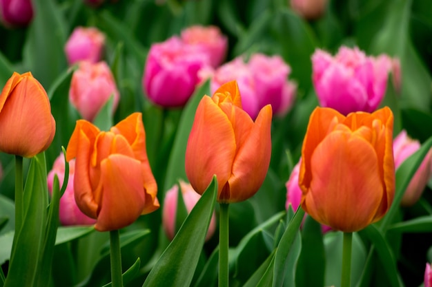 Foto gratuita hermosa foto de los coloridos tulipanes en el campo en un día soleado