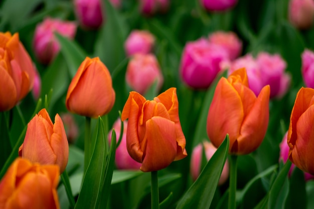 Hermosa foto de los coloridos tulipanes en el campo en un día soleado