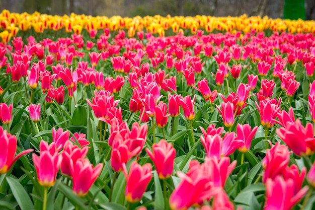 Hermosa foto de los coloridos tulipanes en el campo en un día soleado