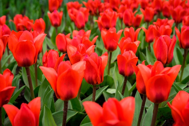 Hermosa foto de los coloridos tulipanes en el campo en un día soleado