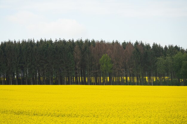 Hermosa foto de un conjunto de árboles que crecen en un paisaje de flores amarillas