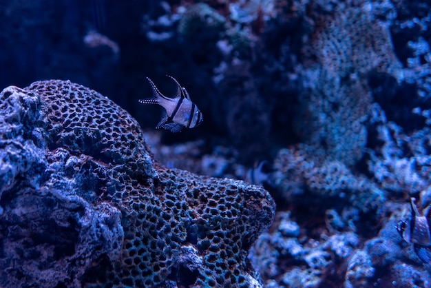 Hermosa foto de corales y peces bajo el océano azul claro
