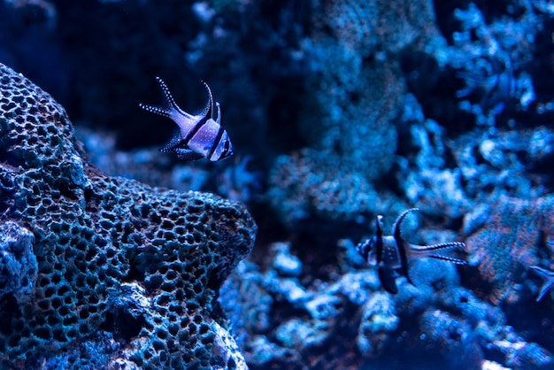 Hermosa foto de corales y peces bajo el océano azul claro