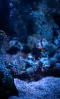 Foto gratuita hermosa foto de corales y pequeños peces de arrecife de coral bajo el océano azul claro