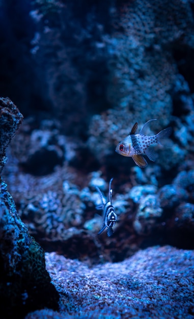 Hermosa foto de corales y pequeños peces de arrecife de coral bajo el océano azul claro