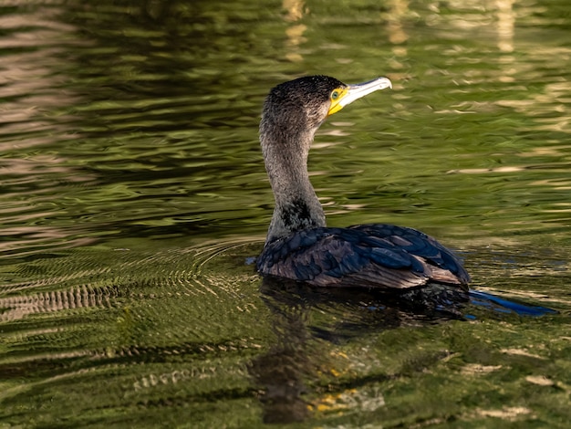 Hermosa foto de cormorán japonés nadando en el lago en el bosque de Izumi en Yamato, Japón