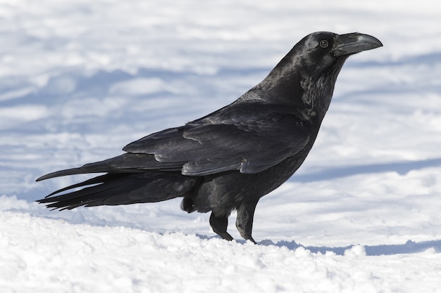 Hermosa foto de un cuervo americano negro en el suelo cubierto de nieve.