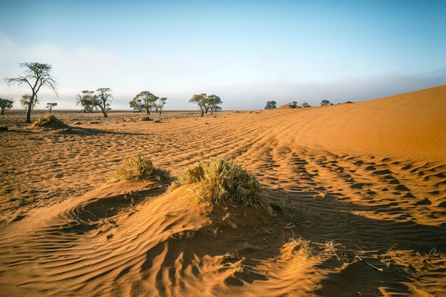 Hermosa foto de un desierto de Namib en África con un cielo azul claro