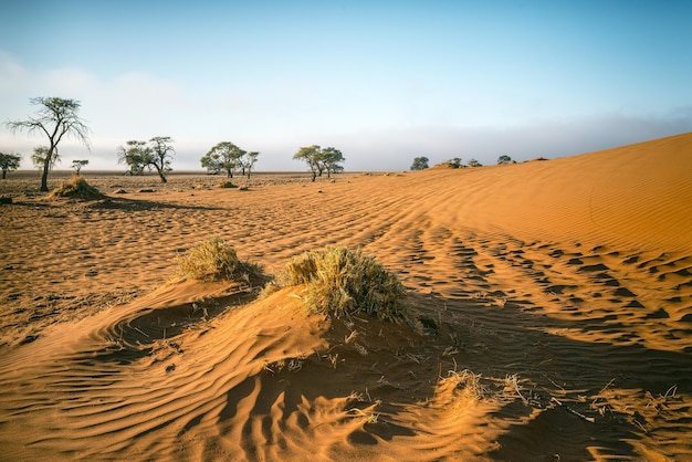 Hermosa foto de un desierto de Namib en África con un cielo azul claro