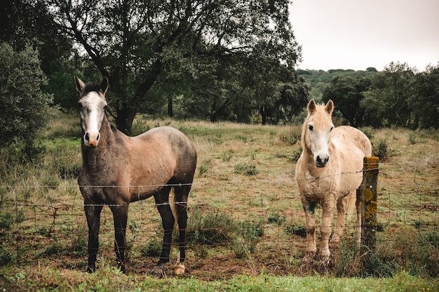 Hermosa foto de dos caballos detrás de una valla con árboles
