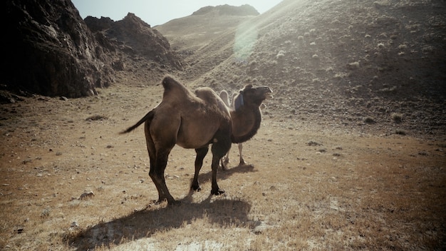 Hermosa foto de dos camellos en el desierto en un día soleado