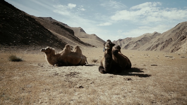 Hermosa foto de dos camellos sentados en el suelo en el desierto