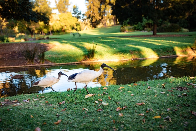 Foto gratuita hermosa foto de dos ibis de cabeza negra caminando por un río