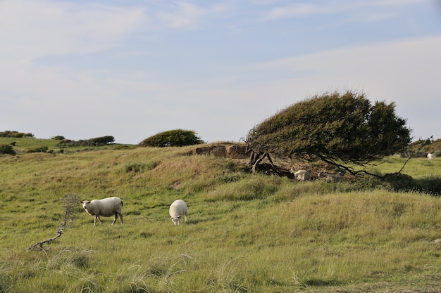 Hermosa foto de dos ovejas pastando en Rubjerg, Lonstrup durante el día