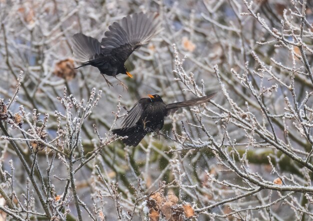 Hermosa foto de dos pájaros negros volando con ramas de árboles en el fondo