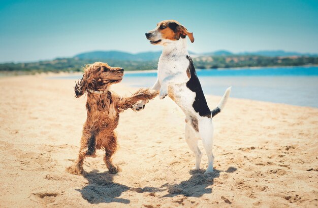 Hermosa foto de dos perros de pie y bailando juntos en una playa