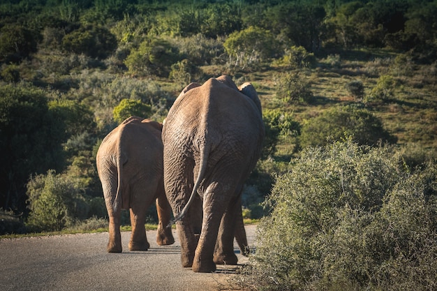 Hermosa foto de elefantes en Sudáfrica