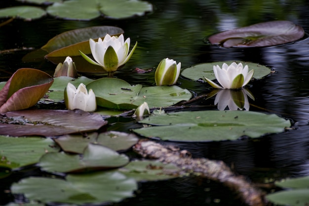 Hermosa foto de enfoque selectivo de lotos sagrados blancos que crecen en grandes hojas verdes en un pantano