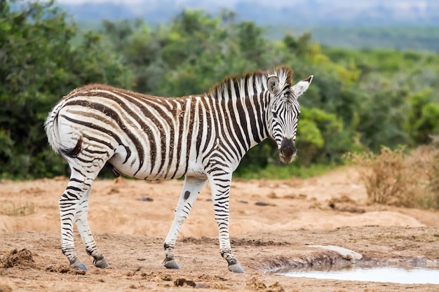 Foto gratuita hermosa foto de enfoque superficial de una cebra en la naturaleza