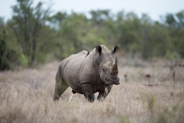 Hermosa foto de un enorme rinoceronte con un fondo borroso