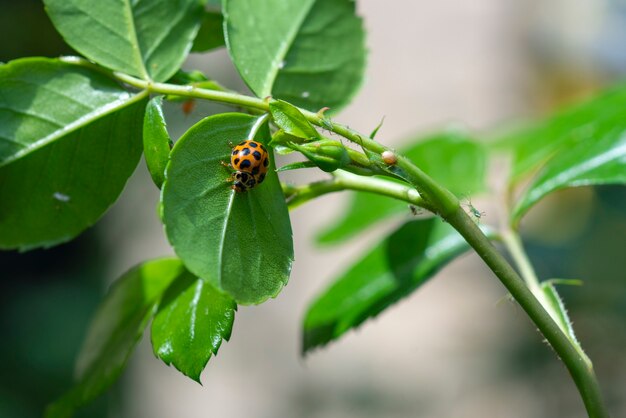 Hermosa foto de un escarabajo en la hoja de una flor en un día soleado