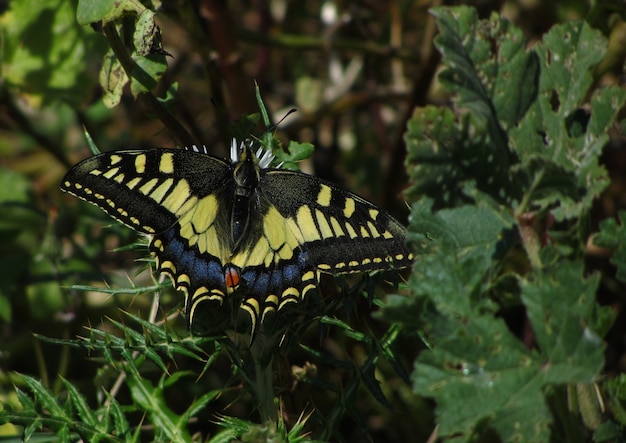 Hermosa foto de una especie de mariposa llamada Papilio Machaon sobre las plantas verdes en Malta