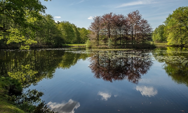 Hermosa foto de un estanque rodeado de árboles verdes bajo un cielo azul