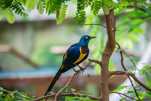 Hermosa foto de estornino pecho dorado