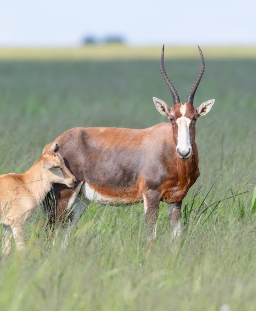 Hermosa foto de familia de antílopes de pie en un campo verde