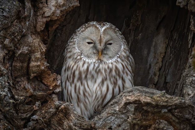 Hermosa foto del famoso búho gris Ural descansando en un nido en Hokkaido, Japón