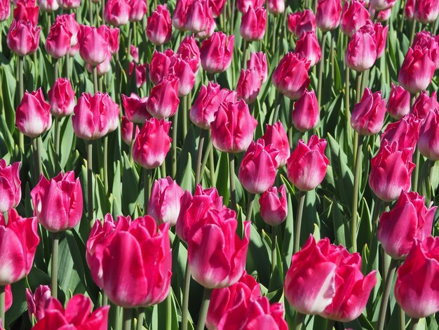 Hermosa foto de fascinantes plantas con flores de Tulipa Sprengeri en el medio del campo