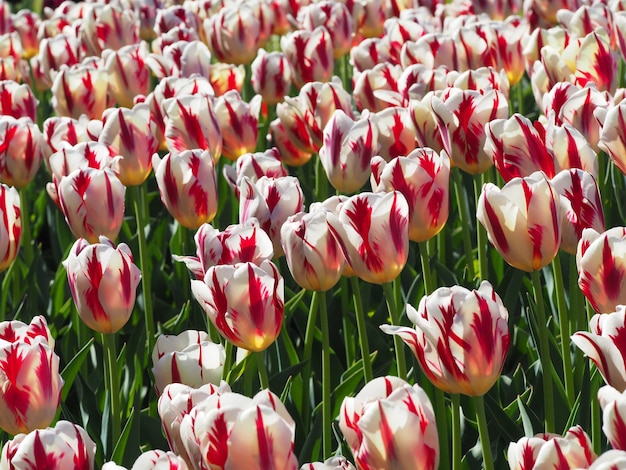 Hermosa foto de fascinantes plantas con flores de Tulipa Sprengeri en el medio del campo