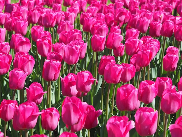 Hermosa foto de fascinantes plantas con flores de Tulipa Sprengeri en el medio del campo