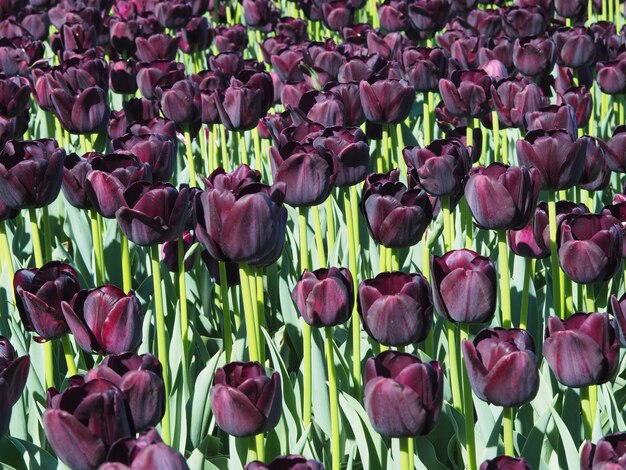 Hermosa foto de fascinantes plantas con flores de Tulipa Sprengeri en el medio del campo