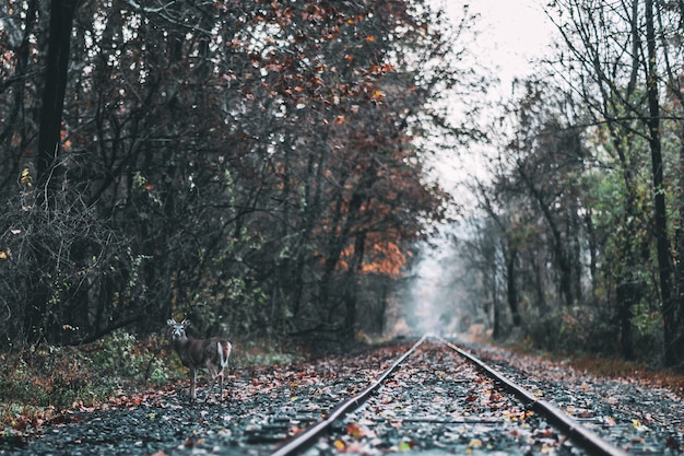 Foto gratuita hermosa foto de un ferrocarril en un bosque durante el otoño