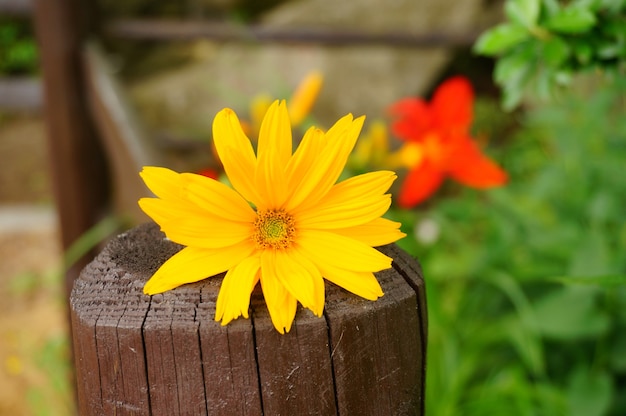 Hermosa foto de una flor amarilla en una valla de madera en el jardín en un día soleado