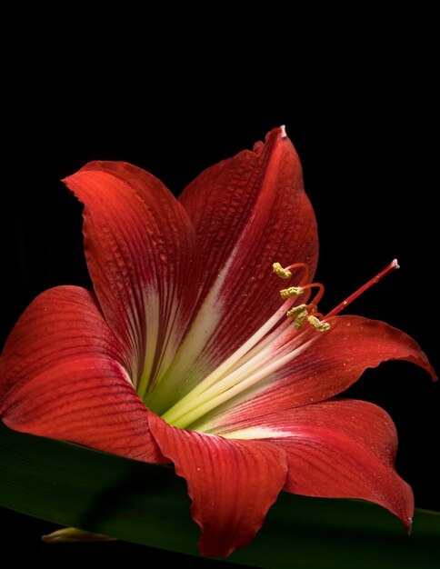 Hermosa foto de una flor de lirio rojo floreciente aislado en un negro