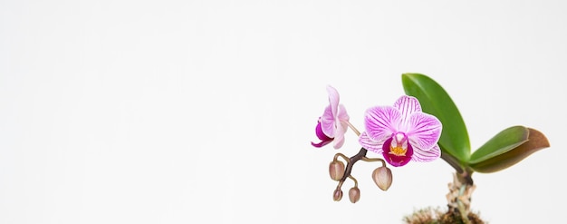 Hermosa foto de una flor llamada Sander's Phalaenopsis sobre un fondo blanco.