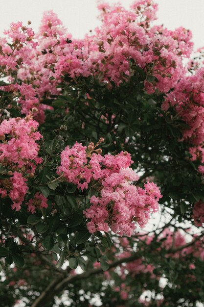 Hermosa foto de un floreciente árbol de sakura rosa