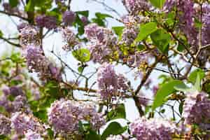 Foto gratuita hermosa foto de flores lilas contra el cielo azul