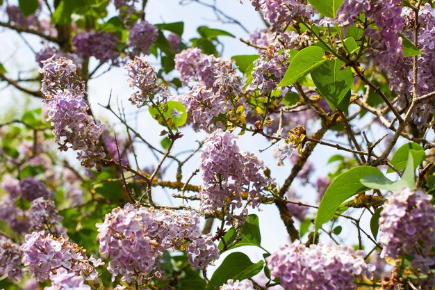 Hermosa foto de flores lilas contra el cielo azul