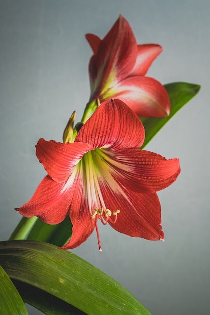 Hermosa foto de las flores de lirio rojo floreciente aislado